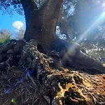 Tenuta La Pomona *