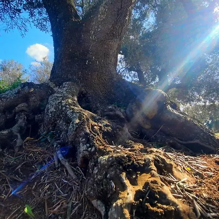 Tenuta La Pomona *